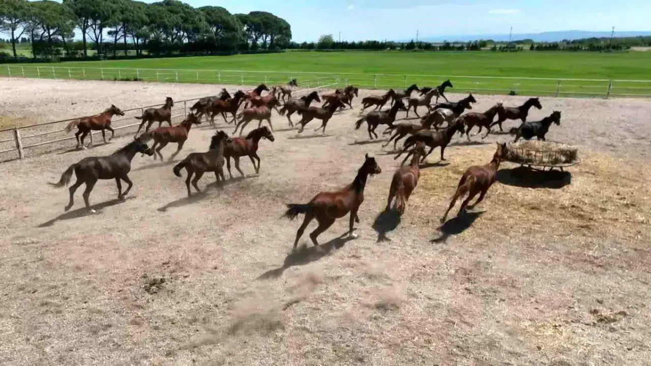 Yarış atı belediyenin aşevinde nasıl kavurma oldu: Belediyeden ilginç açıklama