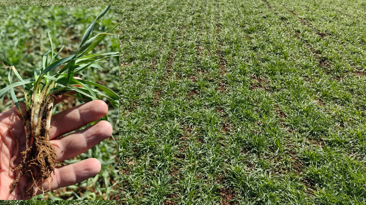 Konyalı çiftçiler bayramı tarlada karşılayacak: Gözler, kulaklar orada