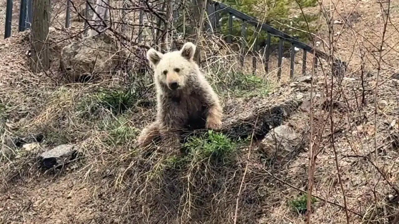 Aç kalan yavru ayı insanların yanına indi