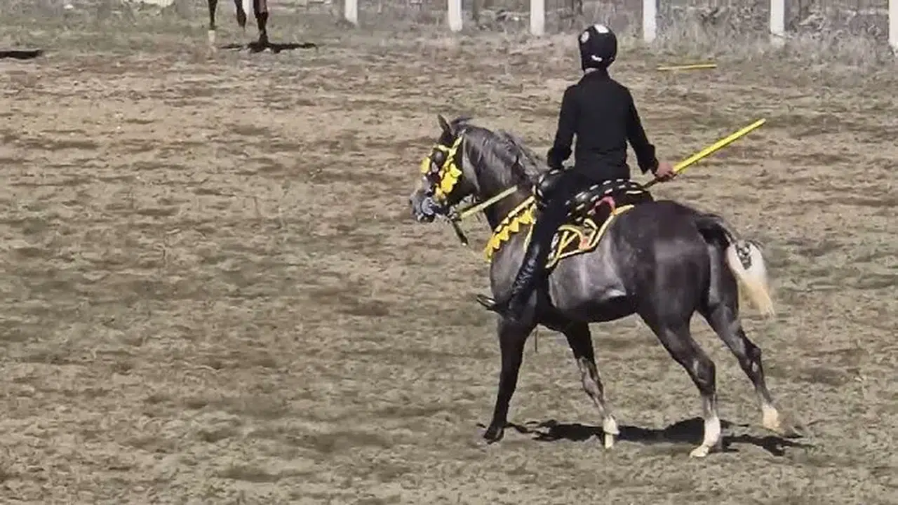 Bu sefer araçlar değil atlar çarpıştı: Acı kaza yaşandı