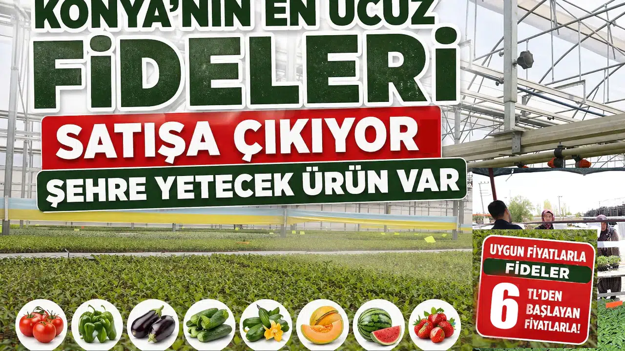 Konya'nın en ucuz fideleri satışa çıkıyor: Şehre yetecek ürün var