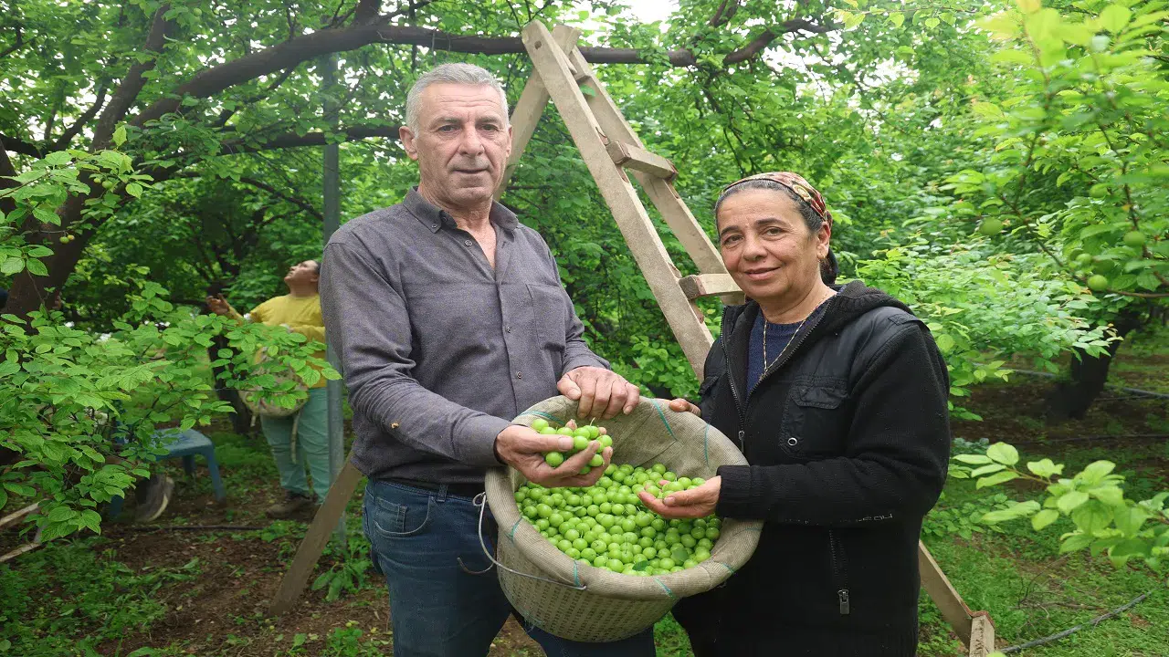 Can eriği canı oldu: Artık Avrupa'ya ihraç ediyor
