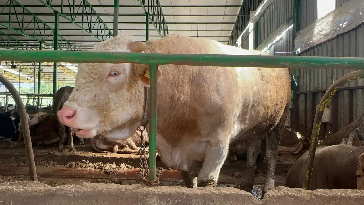 Tonluk boğa alıcısına gitti: Fiyatı dudak uçuklattı