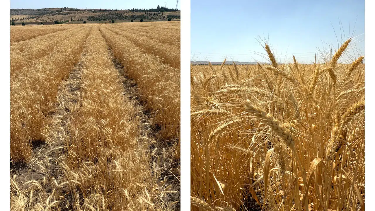 Çiftçileri umutlandıran gelişme: Yerli buğday çeşidi geliyor