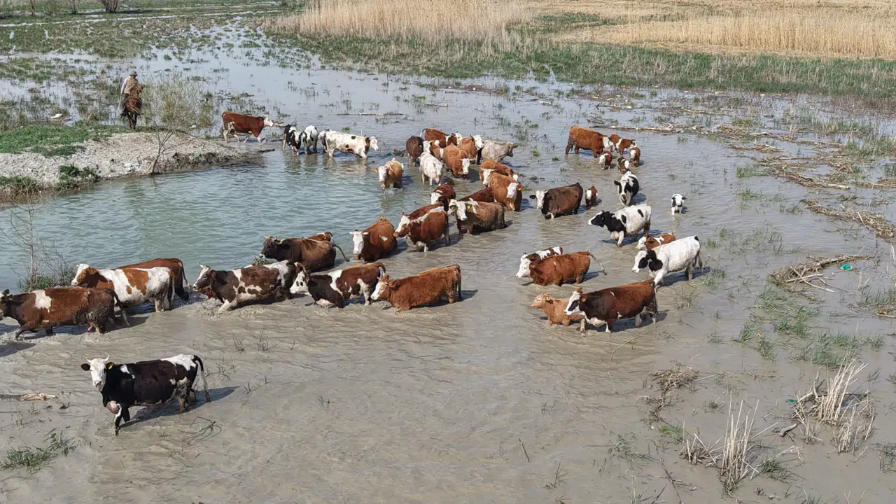 Konya'da zıpkınla balık avlanan ihtişamlı göl 8 yıl sonra su tuttu
