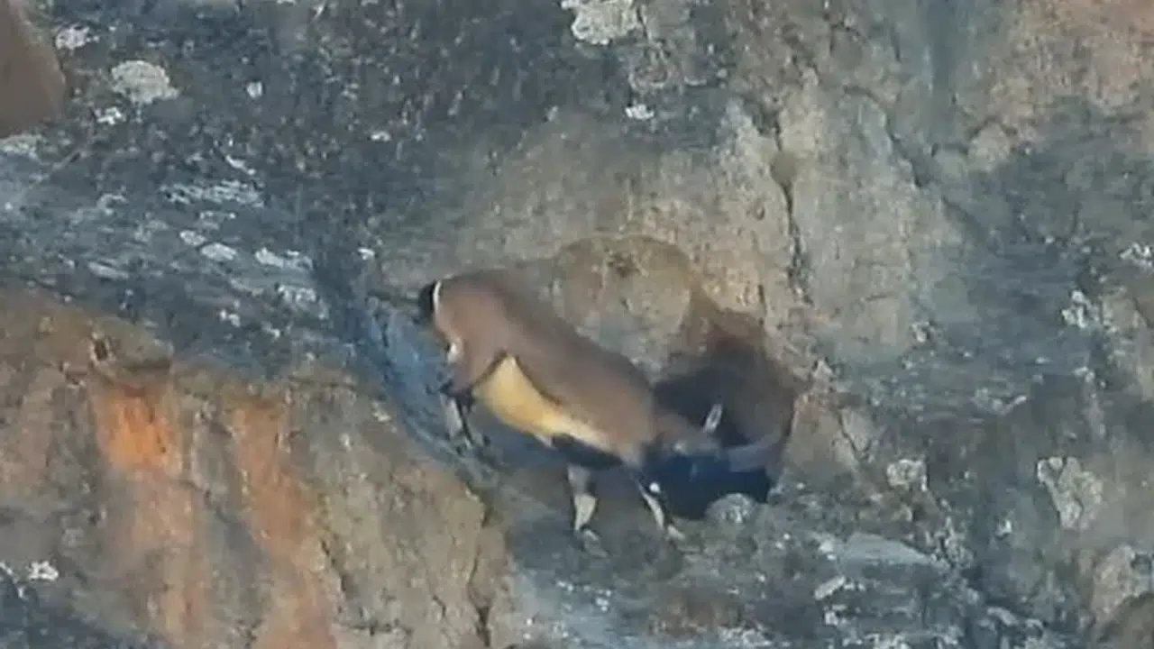 Dağ keçisi görenleri şaşırttı: Dev boynuzlarıyla mağaraya böyle girdi