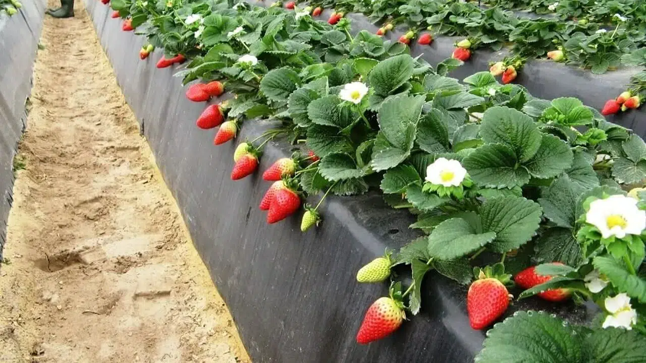 Konyalı üreticiye çilek desteği: Albion cinsi yetişecek