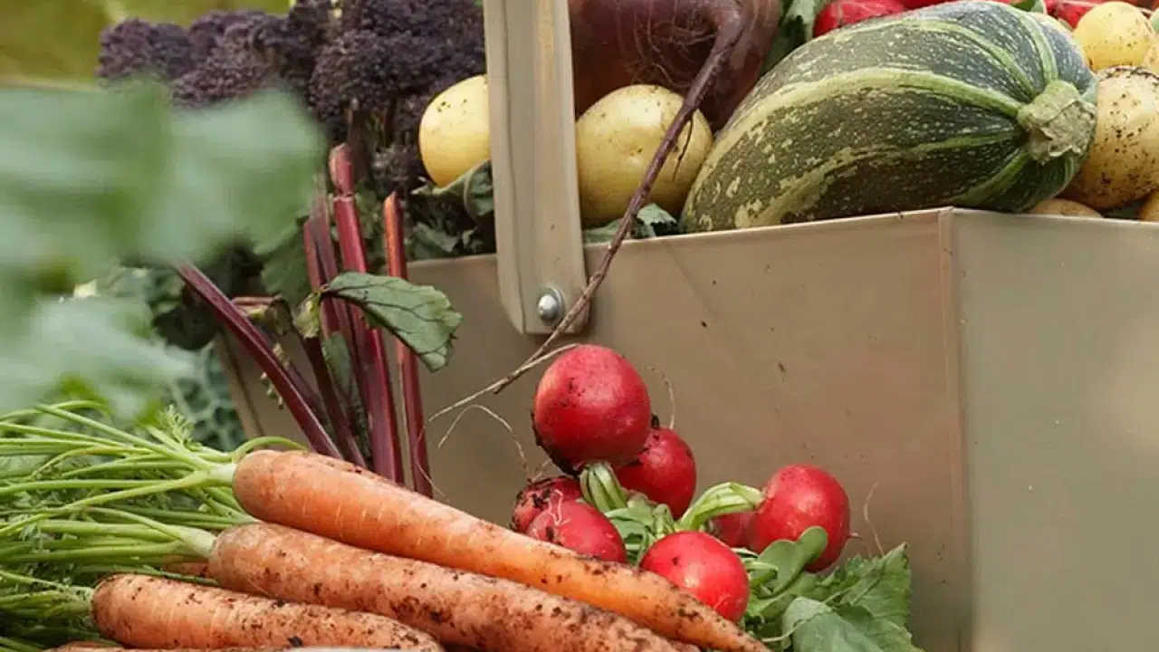 Gıda satışında  turuncu etiket  dönemi: O sertifika mecburi olacak