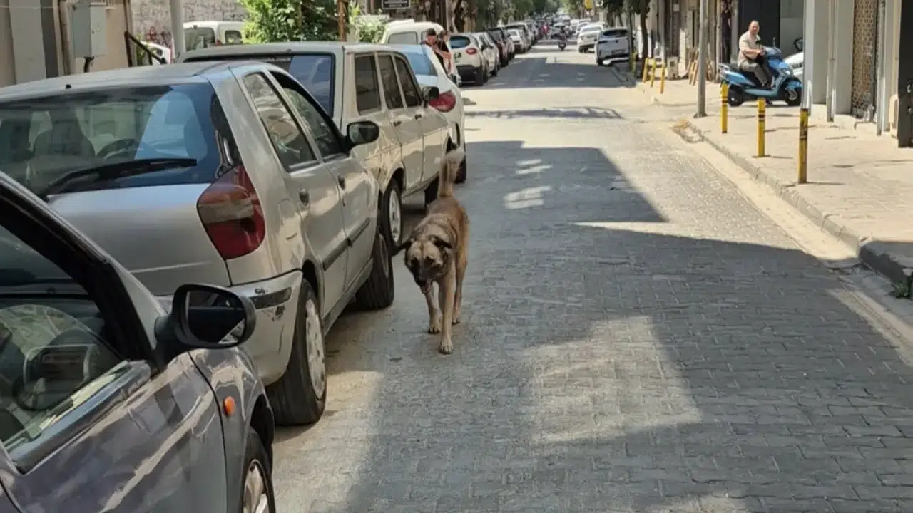 Tasmasız köpeğin sahibi 2 milyon TL tazminat ödeyecek