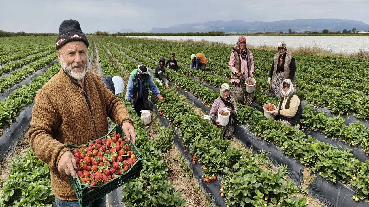 Türkiye'de tüketici yiyemiyor: Dubai ve Katar'a gidiyor