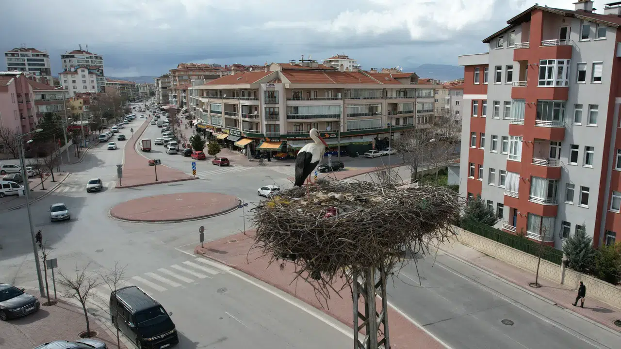 Konya'nın leylekleri direkteki yuvalarına geldi