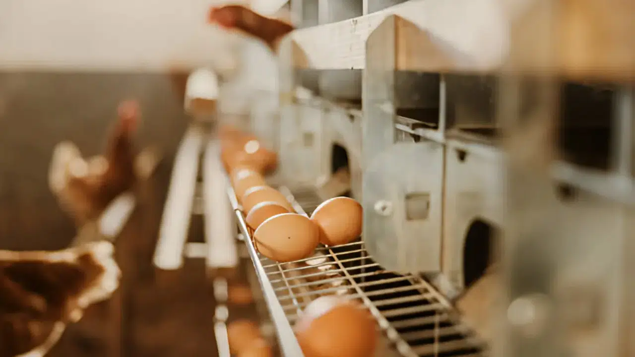 Yumurtaya zam: Son bir aydır ciddi düşüşteydi