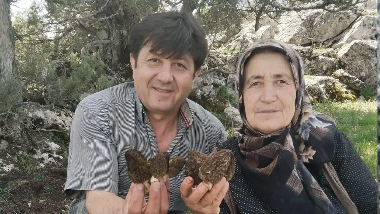 Konya'nın lezzetli mantarında hasat vakti: Kuzugöbeği için sahadalar