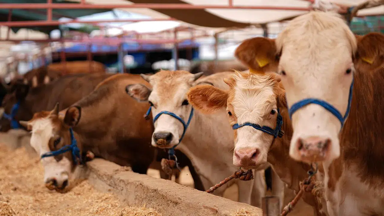 Konya’da 2026 kurban kesim fiyatları açıklandı: Kasapların harmanı olacak