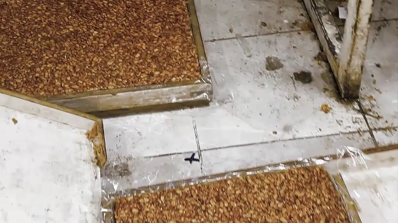 O kötü kokuyla ortaya çıktı: Evde mide bulandıran lokum ve cezerye üremi