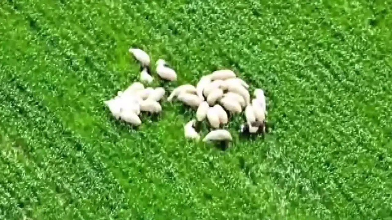 Kaybolan koyun sürüsü tarlanın ortasında dronla bulundu