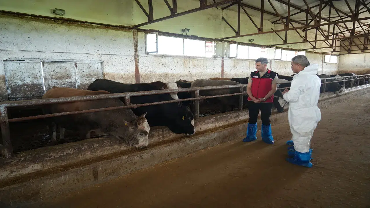 Binlerce kurbanlık batı illerine sevk edilecek: Fiyatlar belirlendi