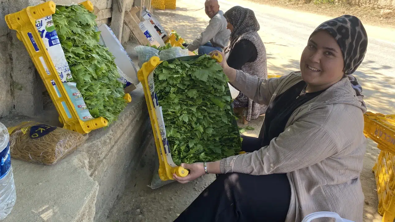 Yaprağı üzümden pahalı: Sarması artık sayıyla yenilecek