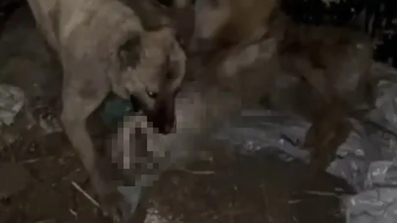 Ahıra girmeye çalışan kurdu kangallar böyle öldürdü