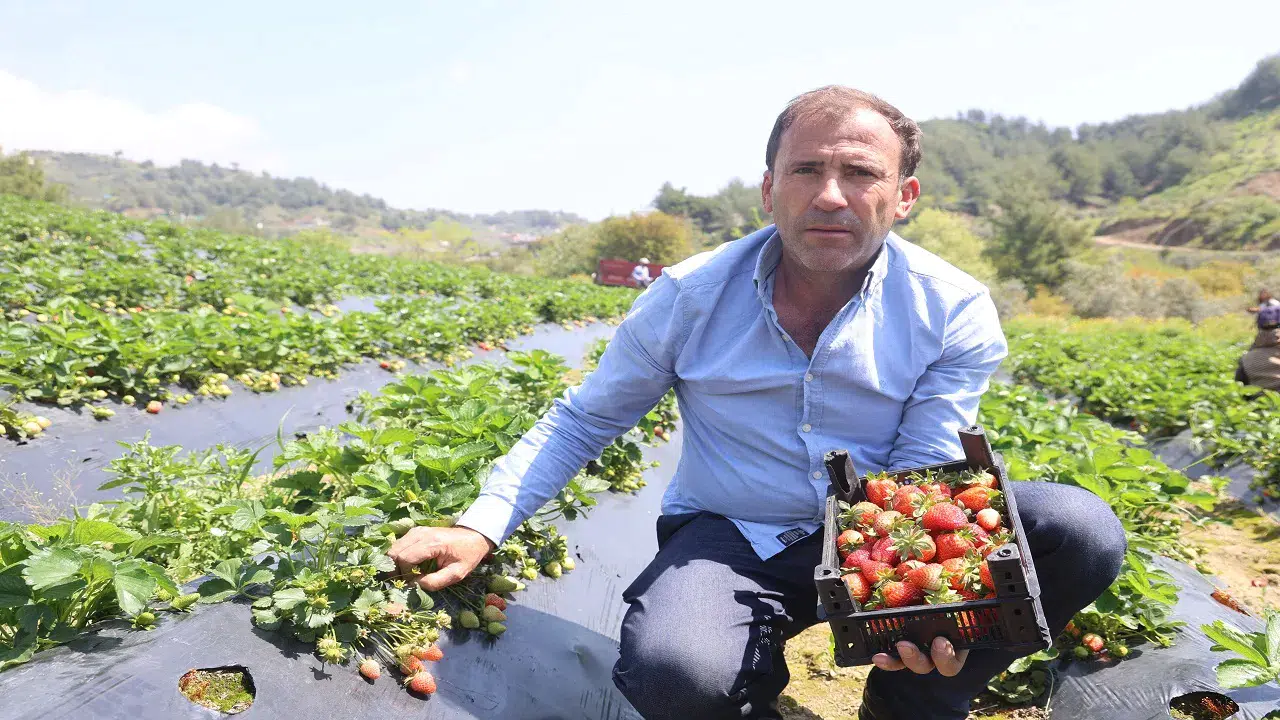 Çilek hasadı başladı: Tarladaki fiyatı şaşırtıyor