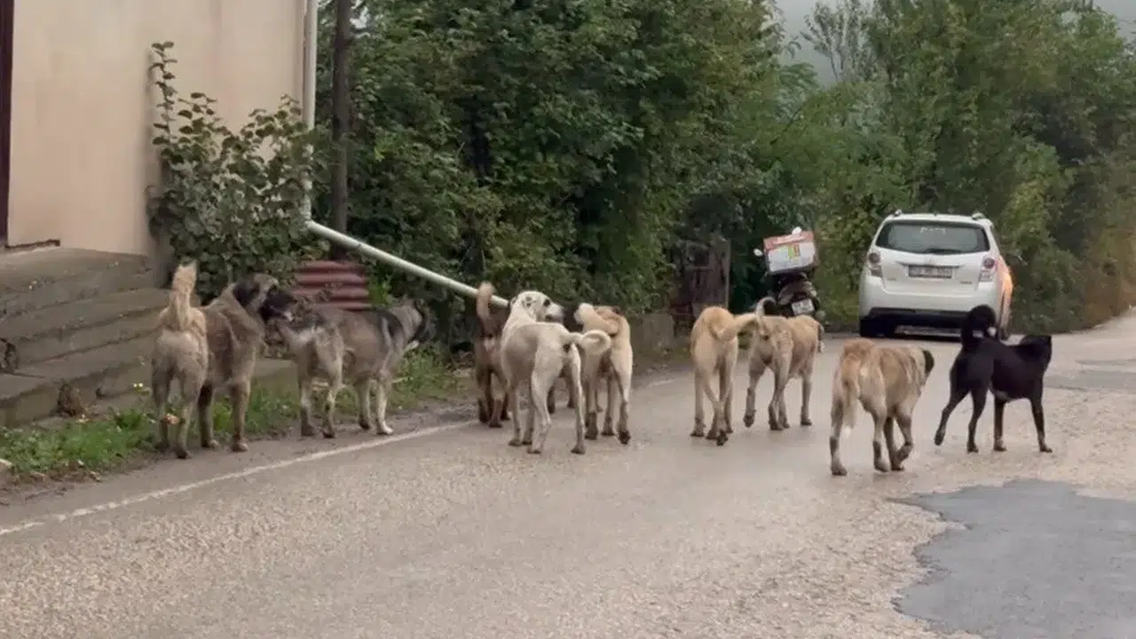 İddialı açıklama geldi: Altı aya kadar sokakta köpek kalmayacak