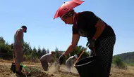 "Dünyanın en pahalı" baharatının kilosu servet değerinde