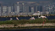 'Flamingo Yolu' turunda renkli görüntüler