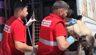 Sahipsiz köpek seferberliği: Sahipsiz hayvanlar toplanmaya başlandı