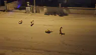 Okullar açılıyor, başıboş köpekler tedirgin ediyor
