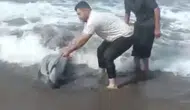 Sahile vuran yunusu denize böyle taşıdılar