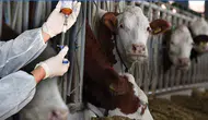 Ete zam mı gelecek? Pazarlar ne zaman açılacak? Şap tehdidi sürüyor
