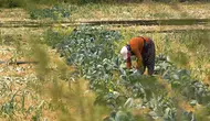 Konyalı çiftçiler tedirgin: Milyonlarca dekar ekilmeyen alan kiraya verilecek