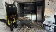 Kara kedi Raşo korkunç bir böyle faciayı önledi