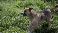 5 yaşındaki çocuk babasının yanında başıboş köpeklerin saldırısına uğradı