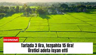 Tarlada 3 lira, tezgahta 15 lira! Üretici adeta isyan etti