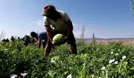 Kuruş kalmadı ama tarlada 30 kuruş, tezgahta 30 katı