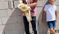 Konya Karapınar'da yaralı kızıl şahin bulundu
