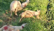 Sahipsiz köpekler kuzuları telef etti
