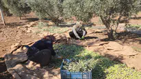 Sofralık zeytin: Tarlada kilosu 55 liradan alıcı buluyor