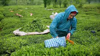 Çayın da tadı kaçı: Yüzde 7.5 zam
