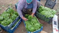 Konya'nın en gözde yemeği yapılıyor: Yeşil altında erken hasat