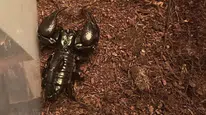 Tarantula, yılan, akrep, iguana: Afrika savanası gibi ev