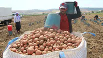 Kilosu 60 TL olan patatesin ateşini söndürecek hasat başladı