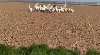 Pelikanlar Konya'da mola verdi! Göç yolculuğu sürüyor