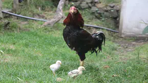 Tavuğa kıyamadı kendisi yattı: Şimdi hem annelik hem babalık yapıyor