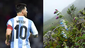 Messi artık bir bitkide yaşayacak