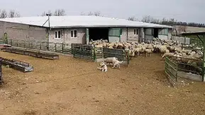Konya'da başıboş köpek çiftliği bastı: Bir koyun telef oldu