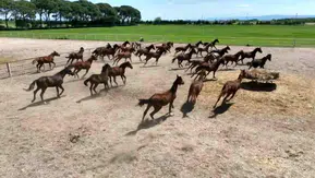 Yarış atı belediyenin aşevinde nasıl kavurma oldu: Belediyeden ilginç açıklama