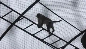 Örümcek maymunu Konya'da hayvanat bahçesine teslim edildi