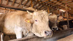 Kurbanlık 'Tosun Paşa'nın fiyatı da tosun: "Alacaklara hayırlı olsun"